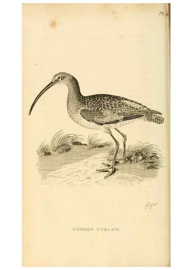 Reproducción/Reproduction 49830953671: General zoology, or Systematic natural history. London,Printed for G. Kearsley,1800-1826.. 