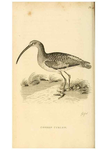 Reproducción/Reproduction 49830953671: General zoology, or Systematic natural history. London,Printed for G. Kearsley,1800-1826.. 