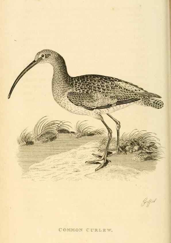 Reproducción/Reproduction 49830953671: General zoology, or Systematic natural history. London,Printed for G. Kearsley,1800-1826.. 