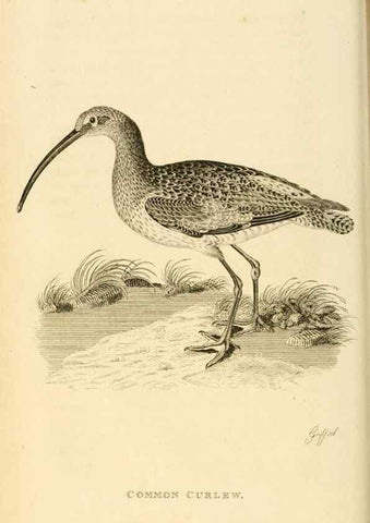 Reproducción/Reproduction 49830953671: General zoology, or Systematic natural history. London,Printed for G. Kearsley,1800-1826.. 