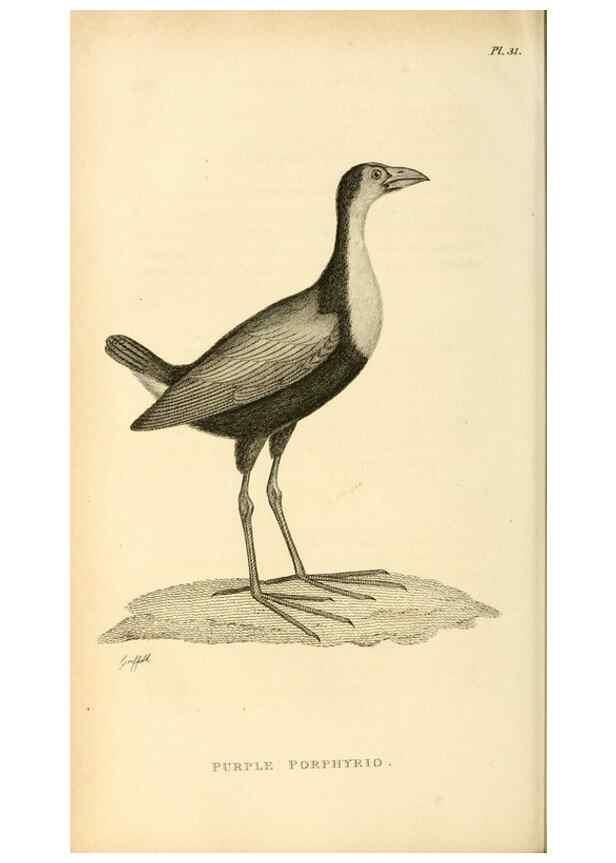 Reproducción/Reproduction 49830961716: General zoology, or Systematic natural history. London,Printed for G. Kearsley,1800-1826.. 