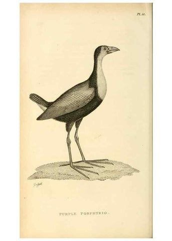 Reproducción/Reproduction 49830961716: General zoology, or Systematic natural history. London,Printed for G. Kearsley,1800-1826.. 