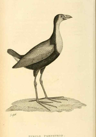 Reproducción/Reproduction 49830961716: General zoology, or Systematic natural history. London,Printed for G. Kearsley,1800-1826.. 