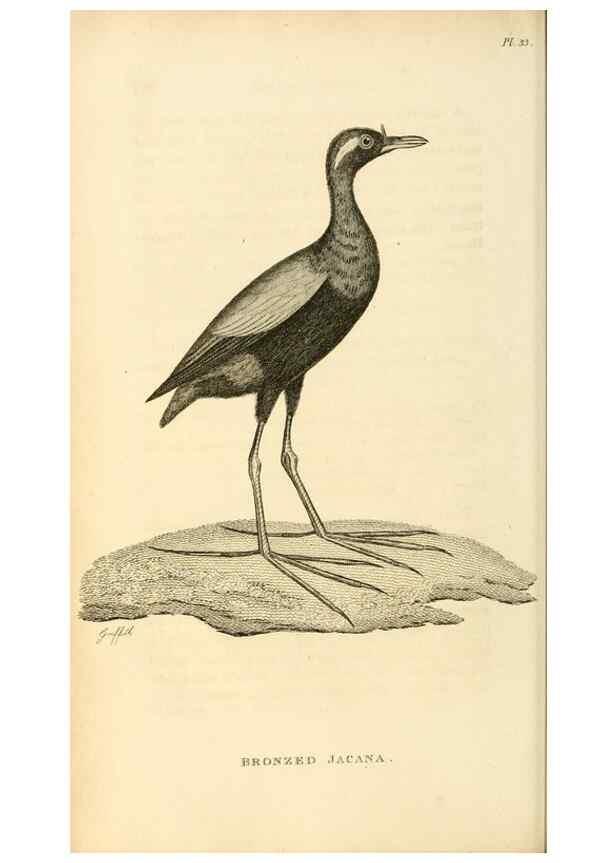Reproducción/Reproduction 49831271422: General zoology, or Systematic natural history. London,Printed for G. Kearsley,1800-1826.. 