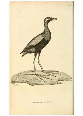 Reproducción/Reproduction 49831271422: General zoology, or Systematic natural history. London,Printed for G. Kearsley,1800-1826.. 