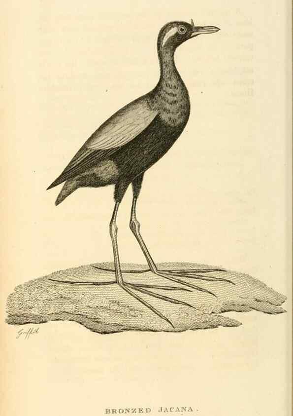 Reproducción/Reproduction 49831271422: General zoology, or Systematic natural history. London,Printed for G. Kearsley,1800-1826.. 