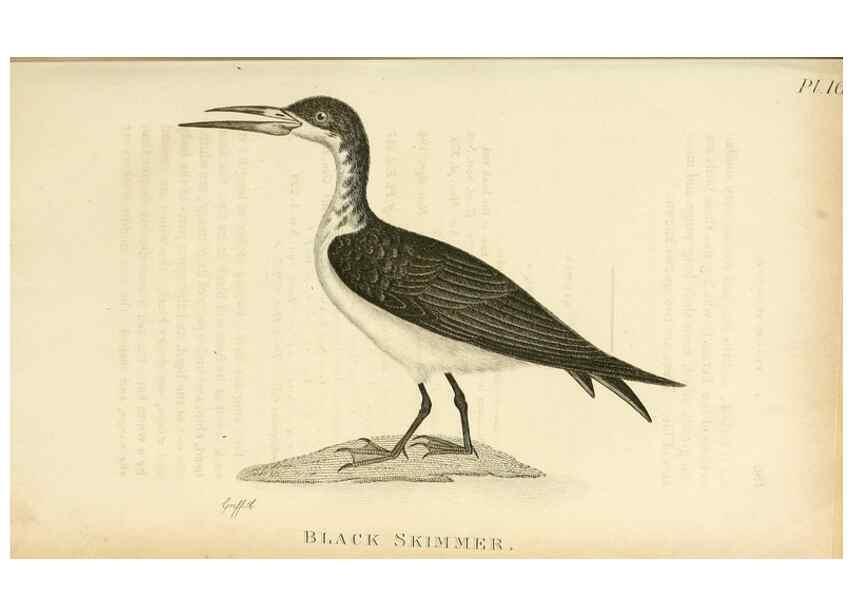 Reproducción/Reproduction 49831027441: General zoology, or Systematic natural history. London,Printed for G. Kearsley,1800-1826.. 
