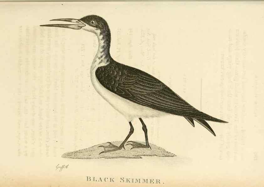 Reproducción/Reproduction 49831027441: General zoology, or Systematic natural history. London,Printed for G. Kearsley,1800-1826.. 