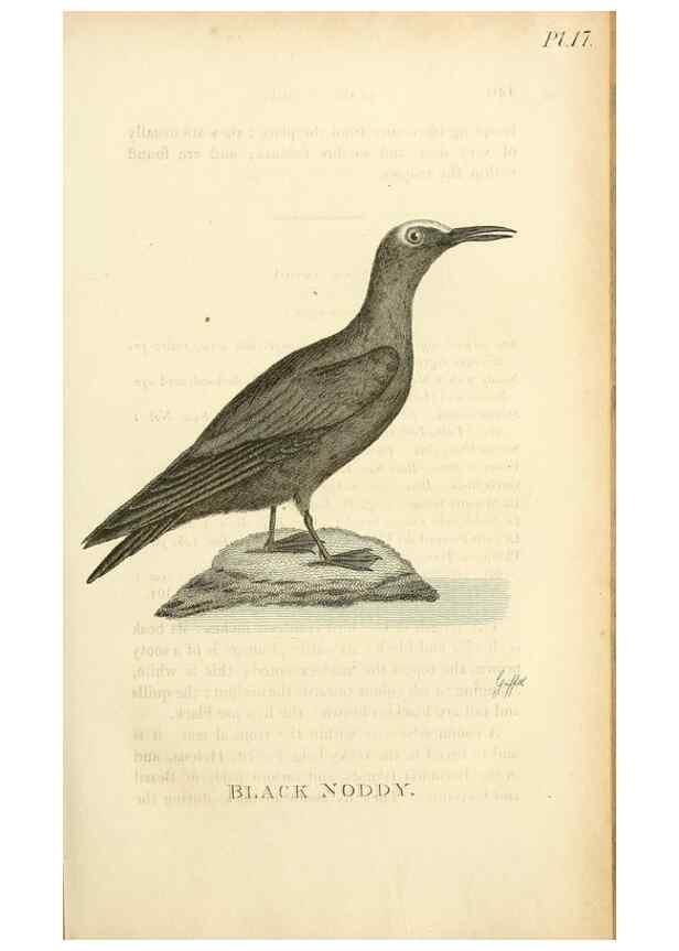 Reproducción/Reproduction 49831337337: General zoology, or Systematic natural history. London,Printed for G. Kearsley,1800-1826.. 