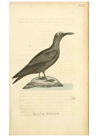 Reproducción/Reproduction 49831337337: General zoology, or Systematic natural history. London,Printed for G. Kearsley,1800-1826.. 