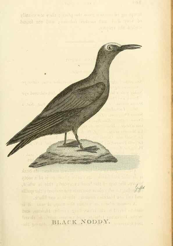 Reproducción/Reproduction 49831337337: General zoology, or Systematic natural history. London,Printed for G. Kearsley,1800-1826.. 