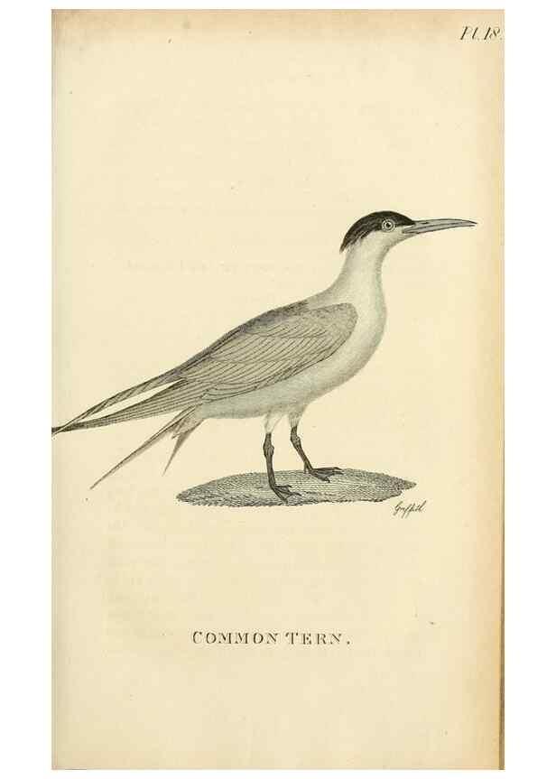 Reproducción/Reproduction 49831337657: General zoology, or Systematic natural history. London,Printed for G. Kearsley,1800-1826.. 