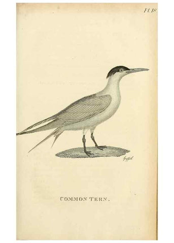 Reproducción/Reproduction 49831337657: General zoology, or Systematic natural history. London,Printed for G. Kearsley,1800-1826.. 