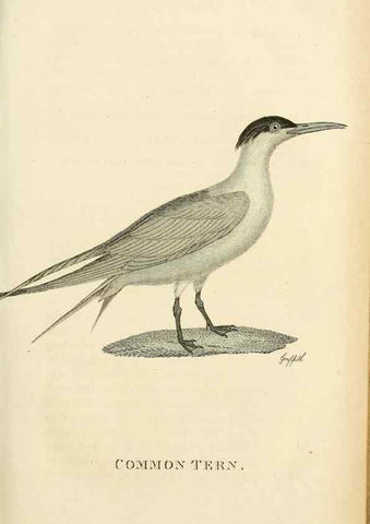 Reproducción/Reproduction 49831337657: General zoology, or Systematic natural history. London,Printed for G. Kearsley,1800-1826.. 