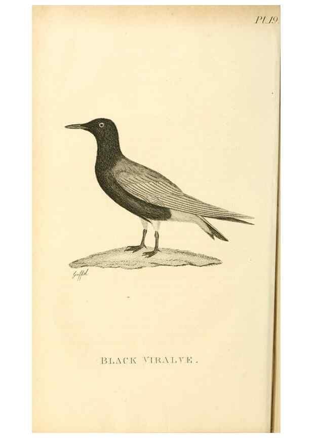 Reproducción/Reproduction 49830495743: General zoology, or Systematic natural history. London,Printed for G. Kearsley,1800-1826.. 