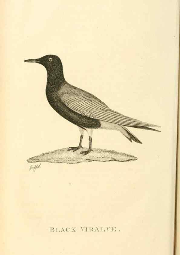 Reproducción/Reproduction 49830495743: General zoology, or Systematic natural history. London,Printed for G. Kearsley,1800-1826.. 