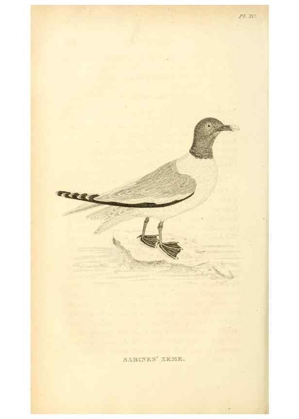 Reproducción/Reproduction 49830496053: General zoology, or Systematic natural history. London,Printed for G. Kearsley,1800-1826.. 