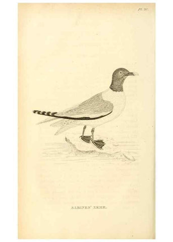 Reproducción/Reproduction 49830496053: General zoology, or Systematic natural history. London,Printed for G. Kearsley,1800-1826.. 