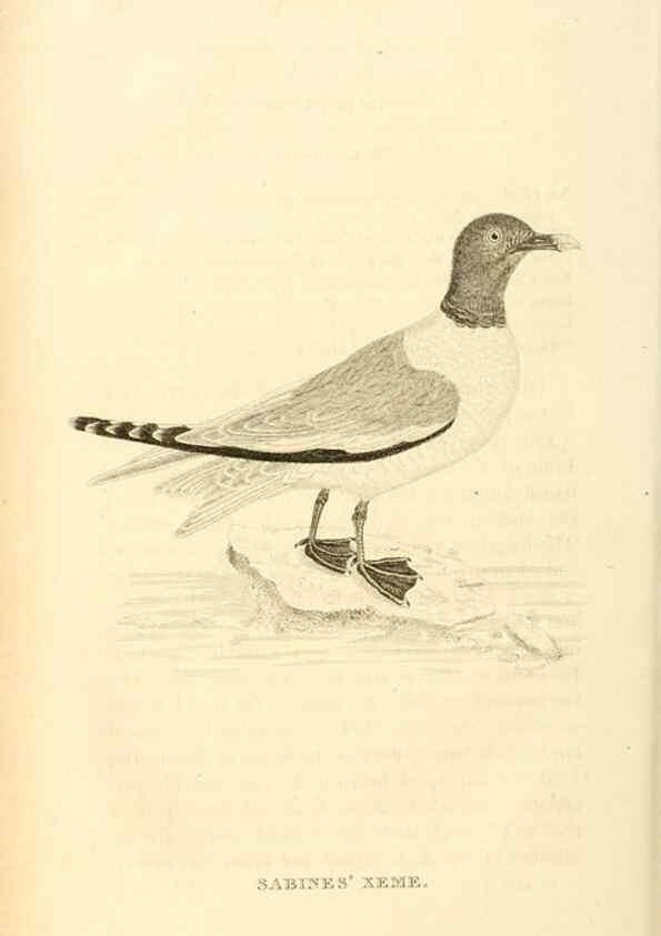 Reproducción/Reproduction 49830496053: General zoology, or Systematic natural history. London,Printed for G. Kearsley,1800-1826.. 