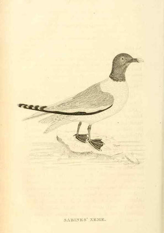 Reproducción/Reproduction 49830496053: General zoology, or Systematic natural history. London,Printed for G. Kearsley,1800-1826.. 