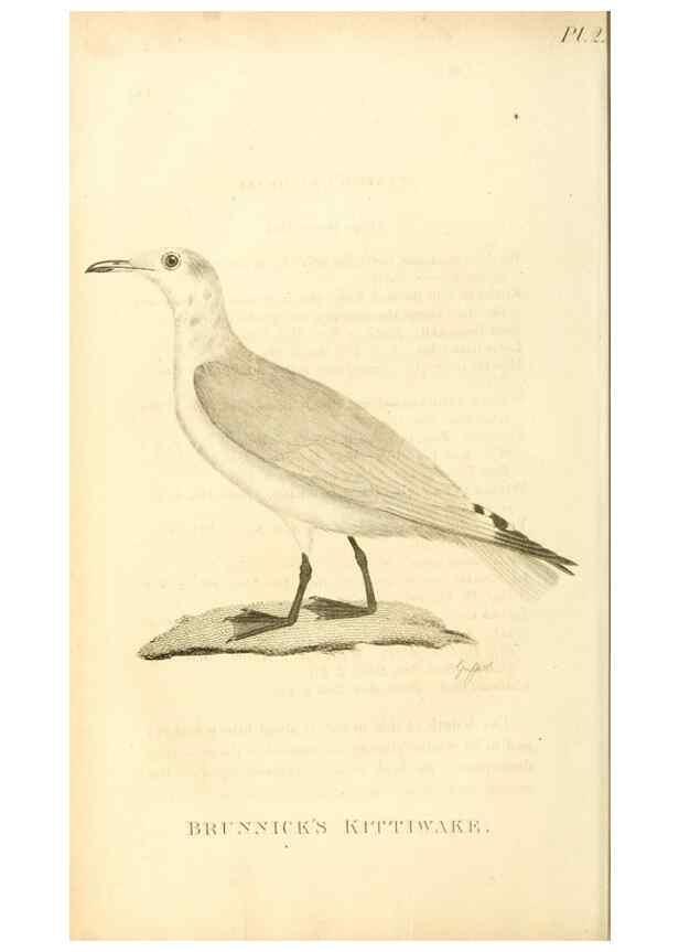 Reproducción/Reproduction 49831029156: General zoology, or Systematic natural history. London,Printed for G. Kearsley,1800-1826.. 
