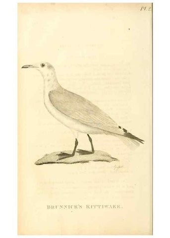 Reproducción/Reproduction 49831029156: General zoology, or Systematic natural history. London,Printed for G. Kearsley,1800-1826.. 