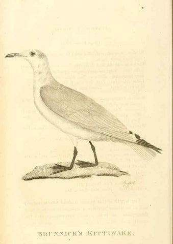 Reproducción/Reproduction 49831029156: General zoology, or Systematic natural history. London,Printed for G. Kearsley,1800-1826.. 