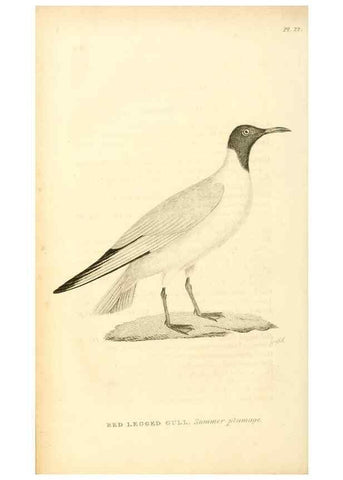 Reproducción/Reproduction 49831029481: General zoology, or Systematic natural history. London,Printed for G. Kearsley,1800-1826.. 
