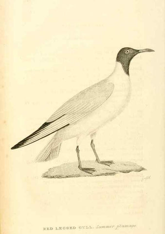 Reproducción/Reproduction 49831029481: General zoology, or Systematic natural history. London,Printed for G. Kearsley,1800-1826.. 