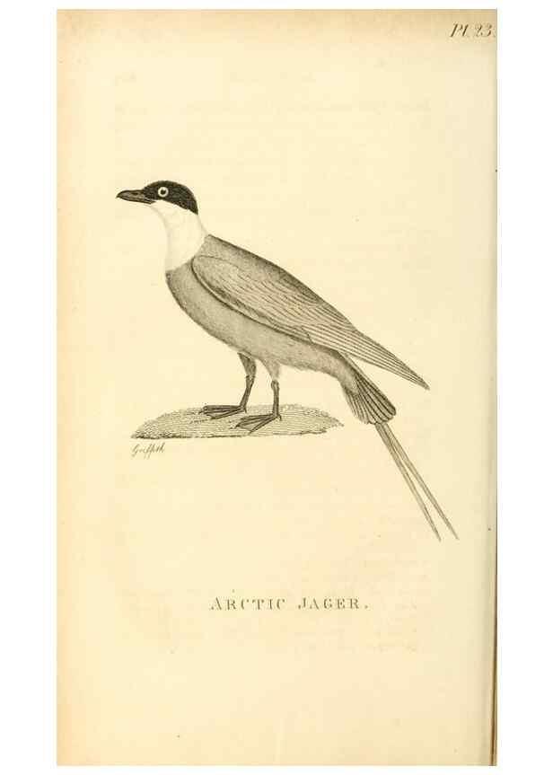 Reproducción/Reproduction 49831339657: General zoology, or Systematic natural history. London,Printed for G. Kearsley,1800-1826.. 