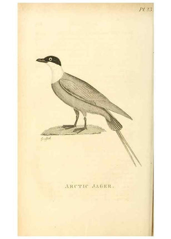 Reproducción/Reproduction 49831339657: General zoology, or Systematic natural history. London,Printed for G. Kearsley,1800-1826.. 