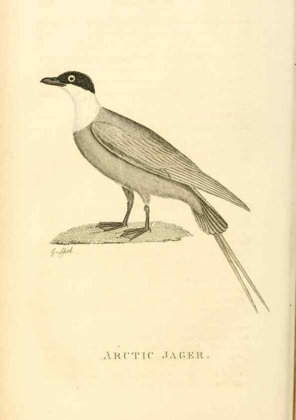 Reproducción/Reproduction 49831339657: General zoology, or Systematic natural history. London,Printed for G. Kearsley,1800-1826.. 