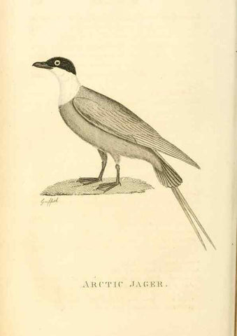 Reproducción/Reproduction 49831339657: General zoology, or Systematic natural history. London,Printed for G. Kearsley,1800-1826.. 