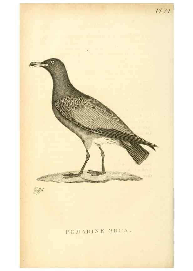 Reproducción/Reproduction 49831340002: General zoology, or Systematic natural history. London,Printed for G. Kearsley,1800-1826.. 