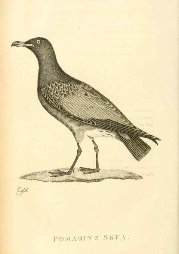Reproducción/Reproduction 49831340002: General zoology, or Systematic natural history. London,Printed for G. Kearsley,1800-1826.. 
