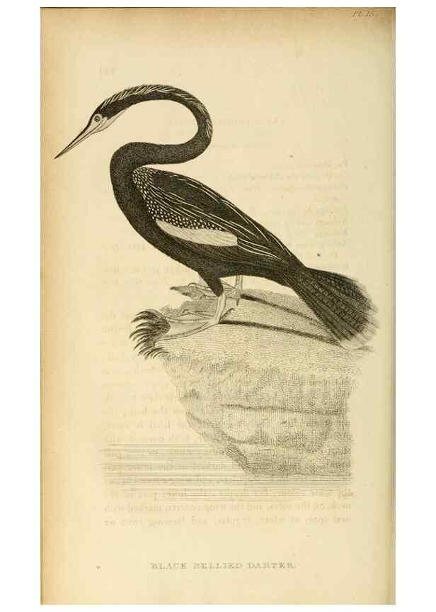 Reproducción/Reproduction 49831027131: General zoology, or Systematic natural history. London,Printed for G. Kearsley,1800-1826.. 