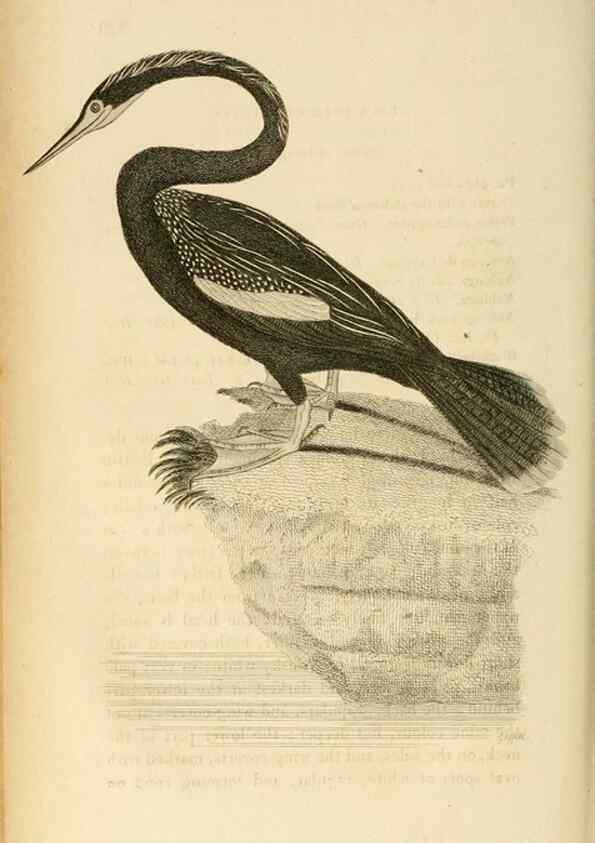 Reproducción/Reproduction 49831027131: General zoology, or Systematic natural history. London,Printed for G. Kearsley,1800-1826.. 