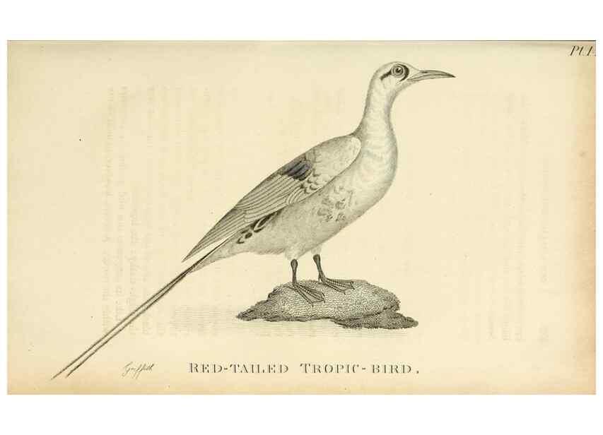 Reproducción/Reproduction 49830493948: General zoology, or Systematic natural history. London,Printed for G. Kearsley,1800-1826.. 