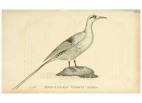 Reproducción/Reproduction 49830493948: General zoology, or Systematic natural history. London,Printed for G. Kearsley,1800-1826.. 