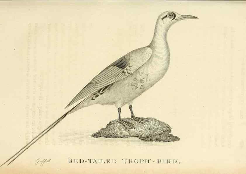Reproducción/Reproduction 49830493948: General zoology, or Systematic natural history. London,Printed for G. Kearsley,1800-1826.. 
