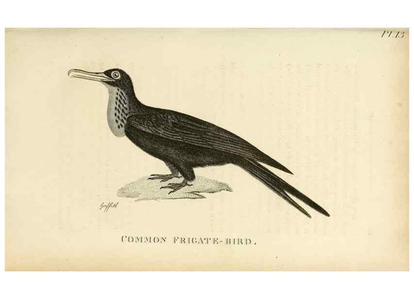 Reproducción/Reproduction 49831026486: General zoology, or Systematic natural history. London,Printed for G. Kearsley,1800-1826.. 