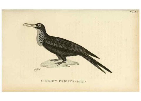 Reproducción/Reproduction 49831026486: General zoology, or Systematic natural history. London,Printed for G. Kearsley,1800-1826.. 