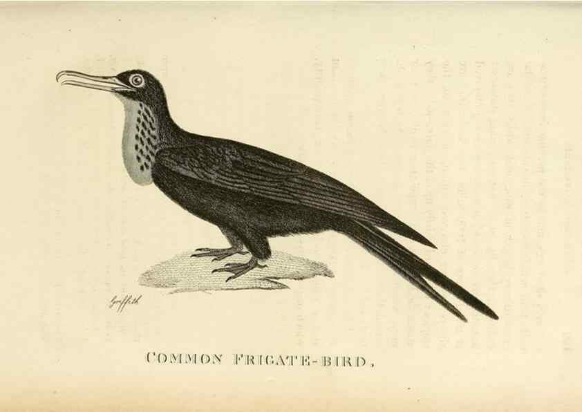 Reproducción/Reproduction 49831026486: General zoology, or Systematic natural history. London,Printed for G. Kearsley,1800-1826.. 