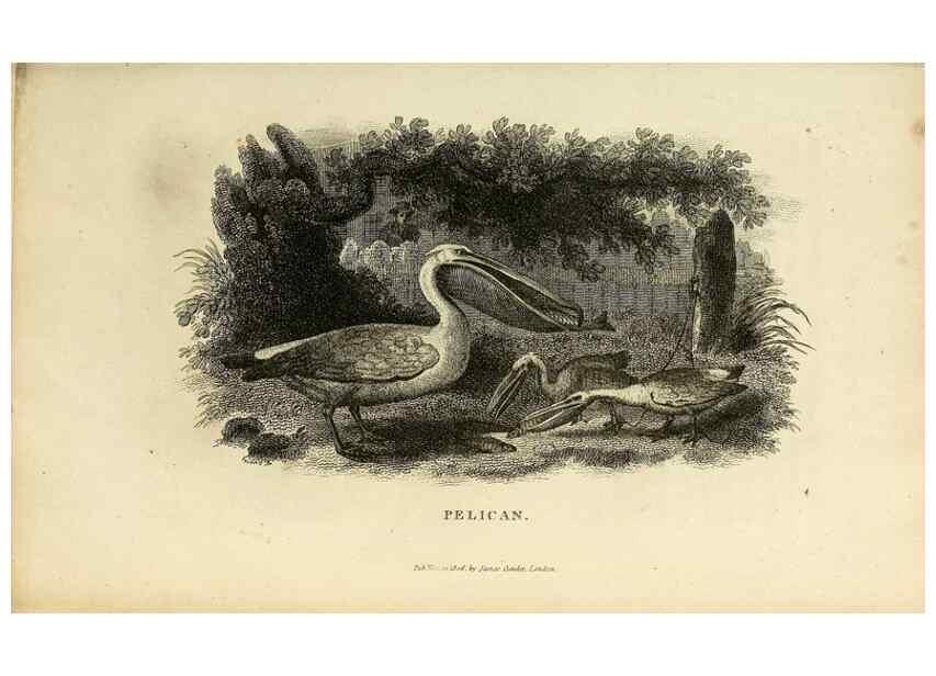 Reproducción/Reproduction 49831335462: General zoology, or Systematic natural history. London,Printed for G. Kearsley,1800-1826.. 