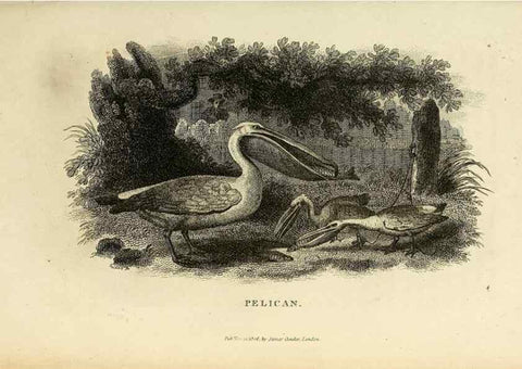 Reproducción/Reproduction 49831335462: General zoology, or Systematic natural history. London,Printed for G. Kearsley,1800-1826.. 