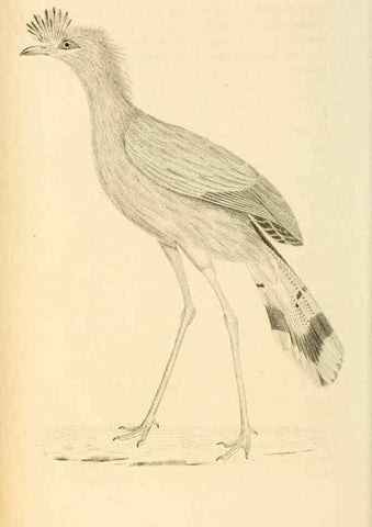 Reproducción/Reproduction 49830962606: General zoology, or Systematic natural history. London,Printed for G. Kearsley,1800-1826.. 