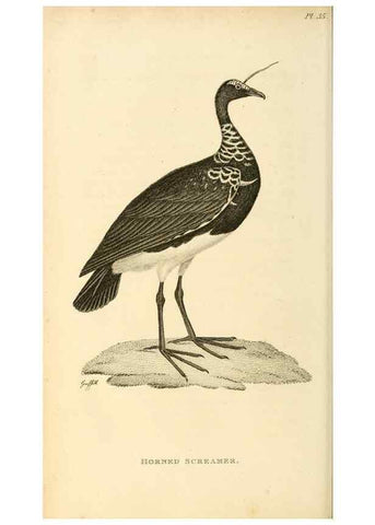 Reproducción/Reproduction 49830962826: General zoology, or Systematic natural history. London,Printed for G. Kearsley,1800-1826.. 