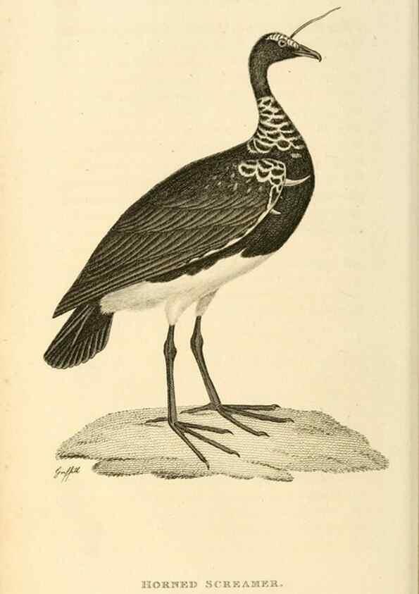 Reproducción/Reproduction 49830962826: General zoology, or Systematic natural history. London,Printed for G. Kearsley,1800-1826.. 