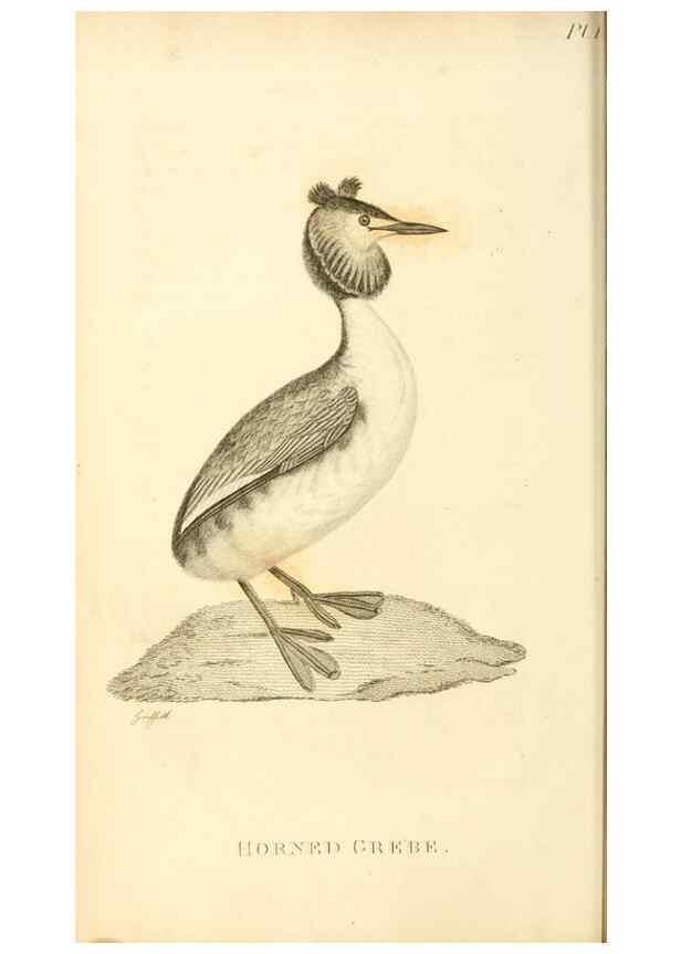 Reproducción/Reproduction 49831020446: General zoology, or Systematic natural history. London,Printed for G. Kearsley,1800-1826.. 
