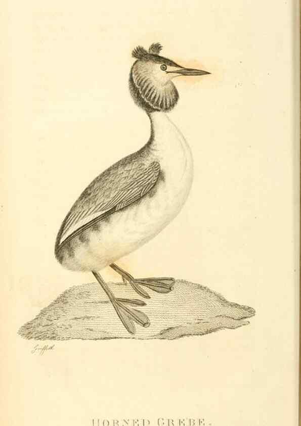 Reproducción/Reproduction 49831020446: General zoology, or Systematic natural history. London,Printed for G. Kearsley,1800-1826.. 